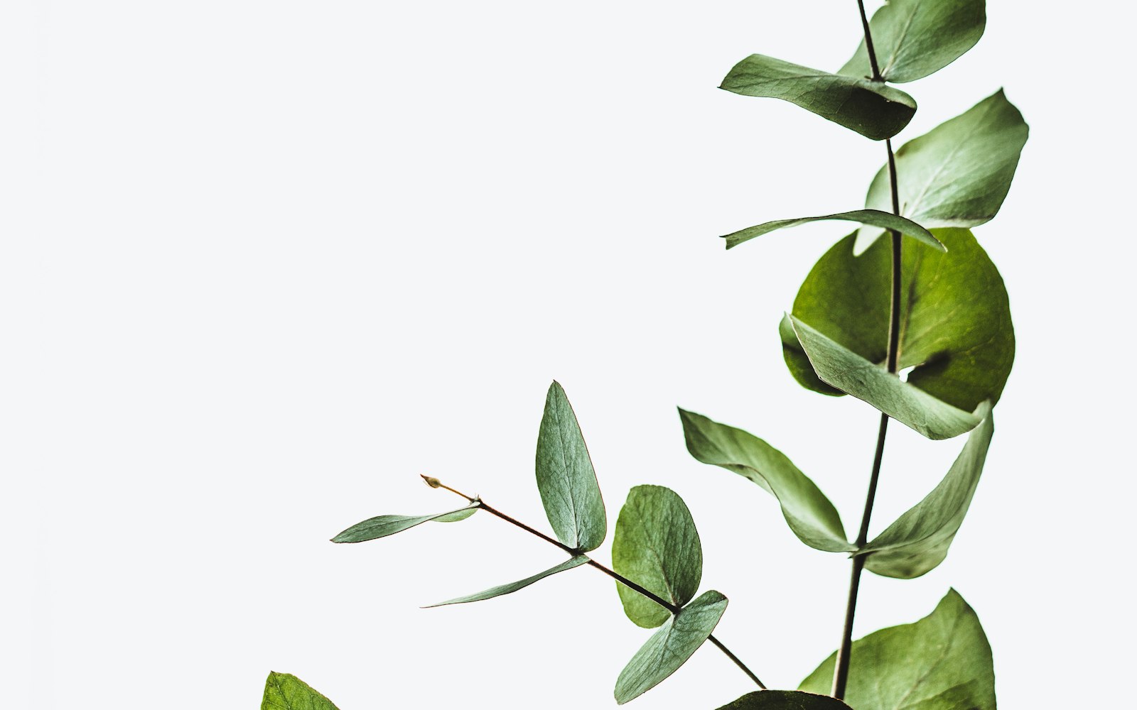 A sprig of eucalyptus on a pale surface