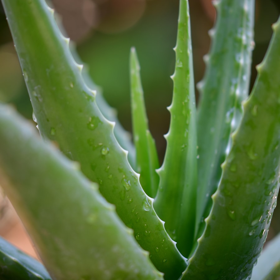 A fresh green aloe vera plant with dew on its leaves