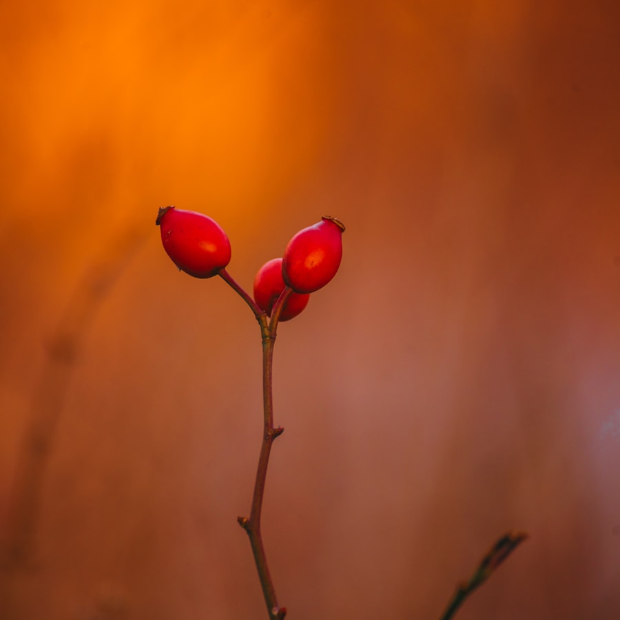 Ripe red rosehips on the branch