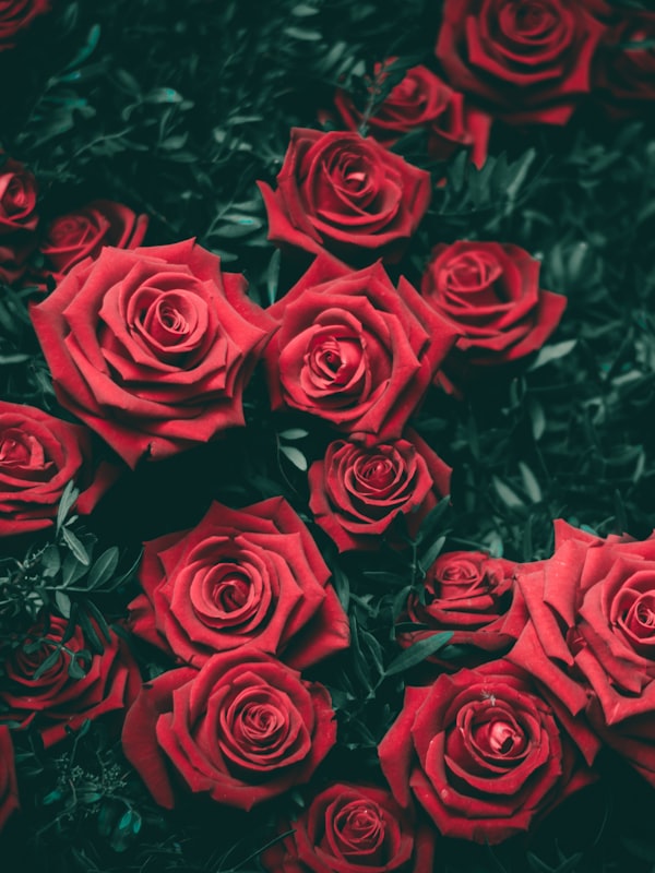 Dark red roses