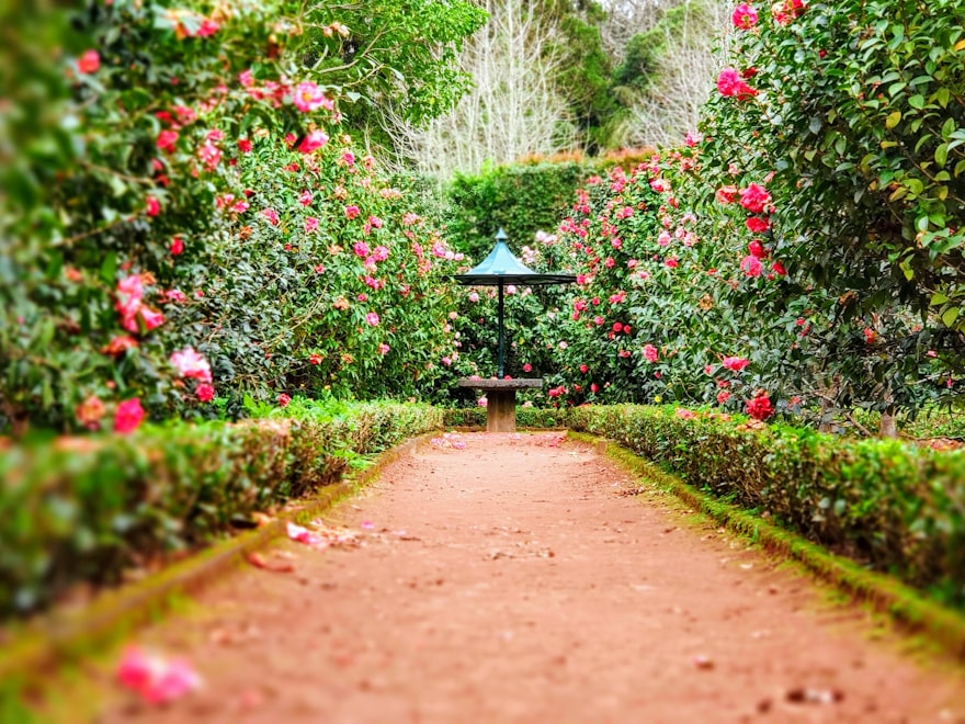 The same garden after - a manicured rose walk with clipped hedges