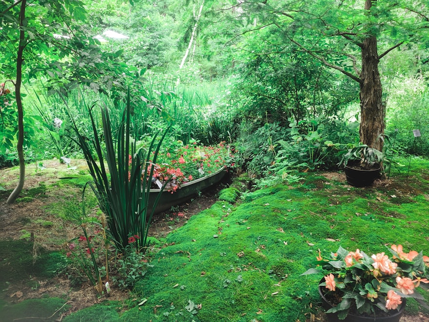 A shaded backyard before renovation - wild ferns and untended undergrowth