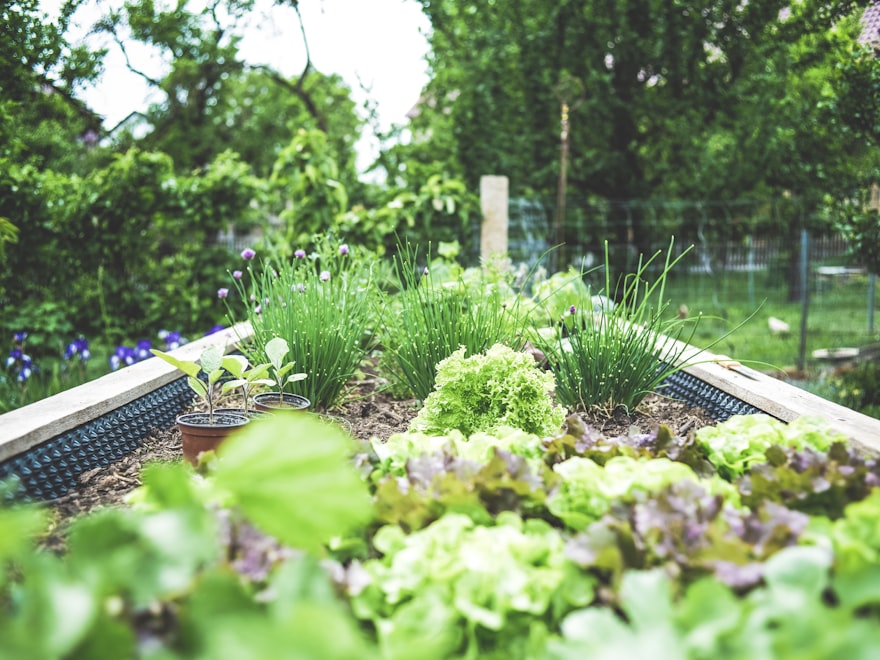 A working backyard before - patchy raised beds and open lawn