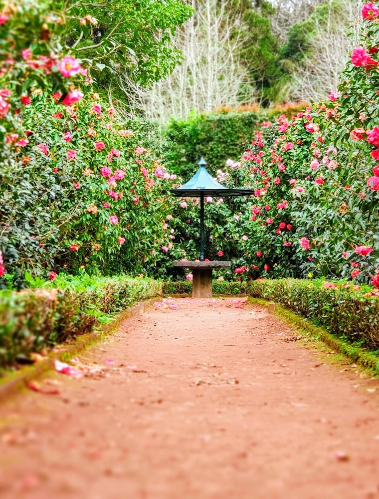 A garden path lined with blooming pink roses and clipped hedges