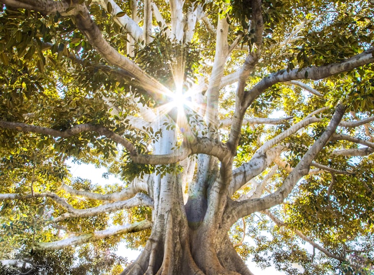 Sunlight filtering through the broad canopy of a mature shade tree