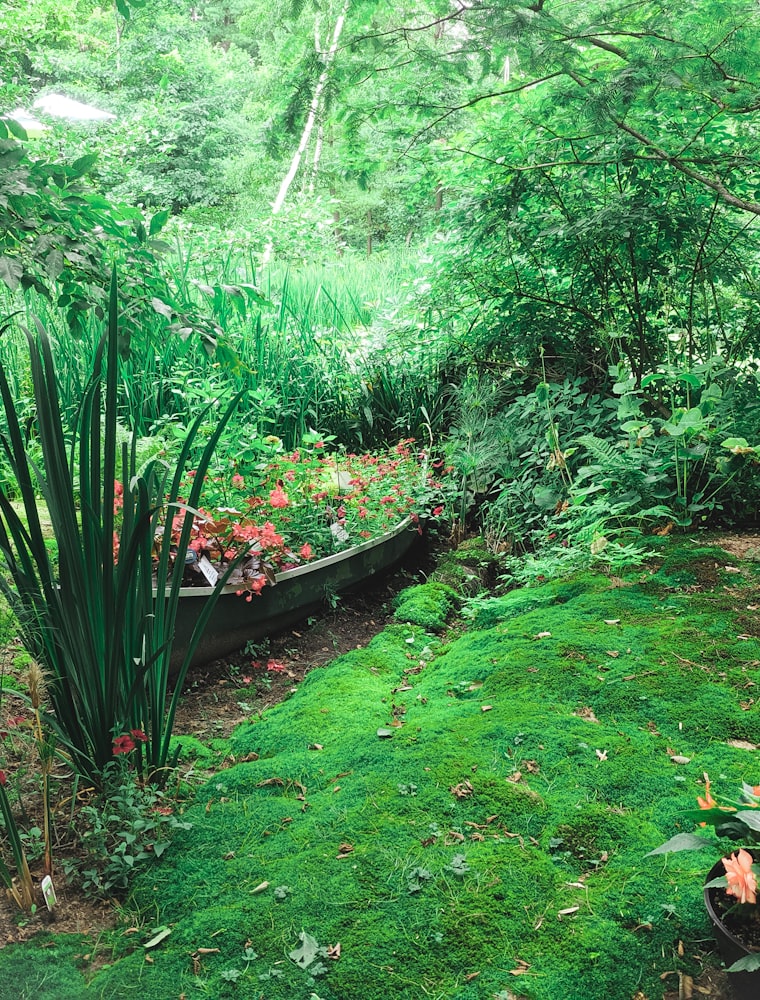 A lush green woodland garden with ferns, moss and dappled light