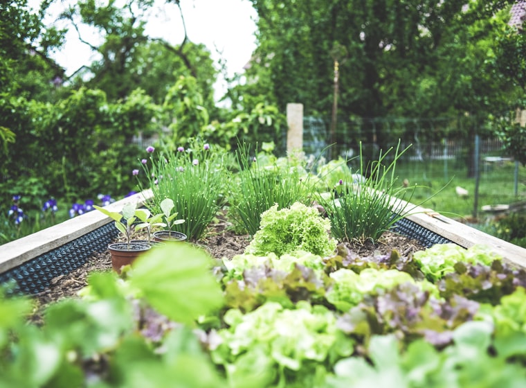 Raised garden beds full of herbs, lettuces and chives
