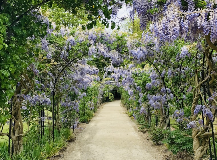 A flowering wisteria archway arching over a gravel garden path