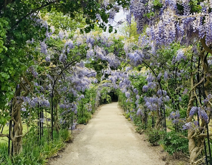 A flowering wisteria archway over a gravel garden path