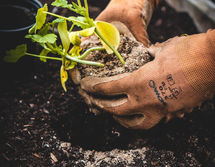 A gardener's gloved hands settling a young plant into freshly turned soil