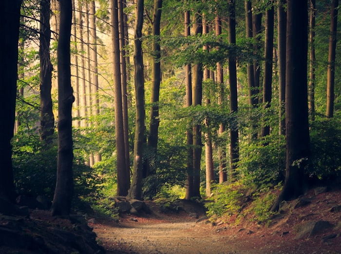 Sunlit forest trail winding through tall trees