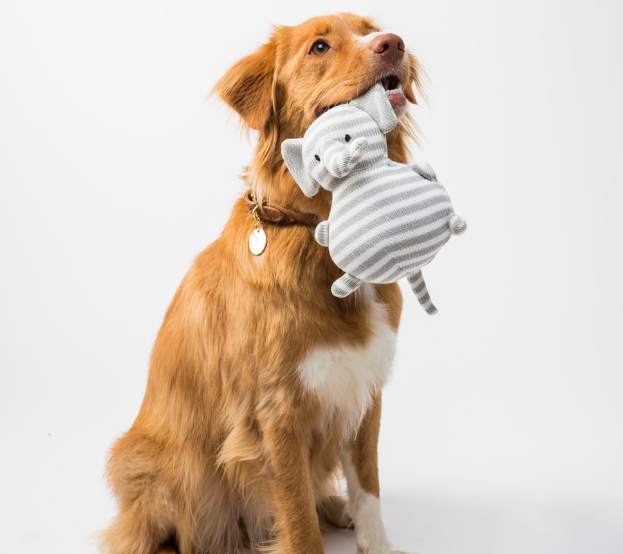 A relaxed golden retriever holding a soft toy, calm and happy in the salon