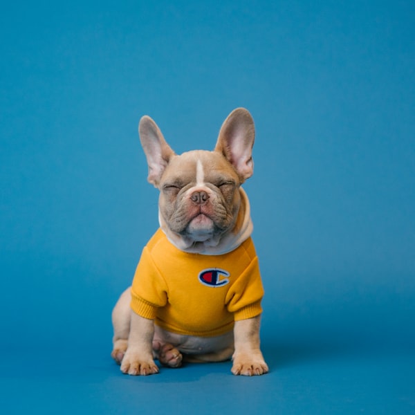 A French bulldog wearing a bright yellow sweater