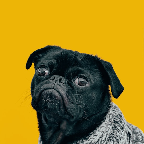 A black pug in a cosy knit sweater
