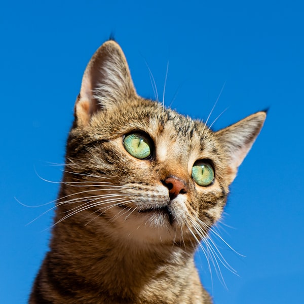 A bright-eyed tabby cat against a clear blue sky