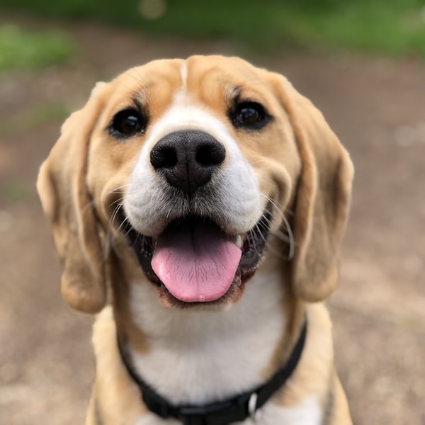 A beaming beagle with its tongue out after a groom