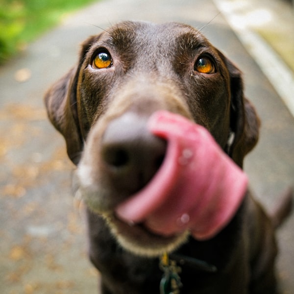 A happy chocolate Labrador licking its nose after grooming