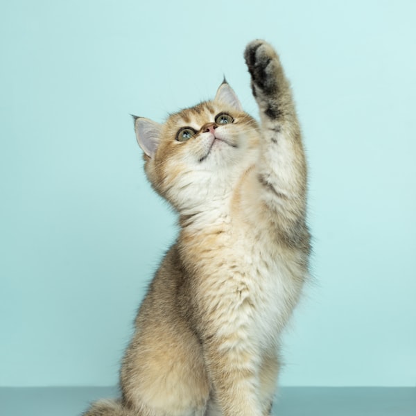A golden, fluffy kitten reaching up a paw on a teal backdrop
