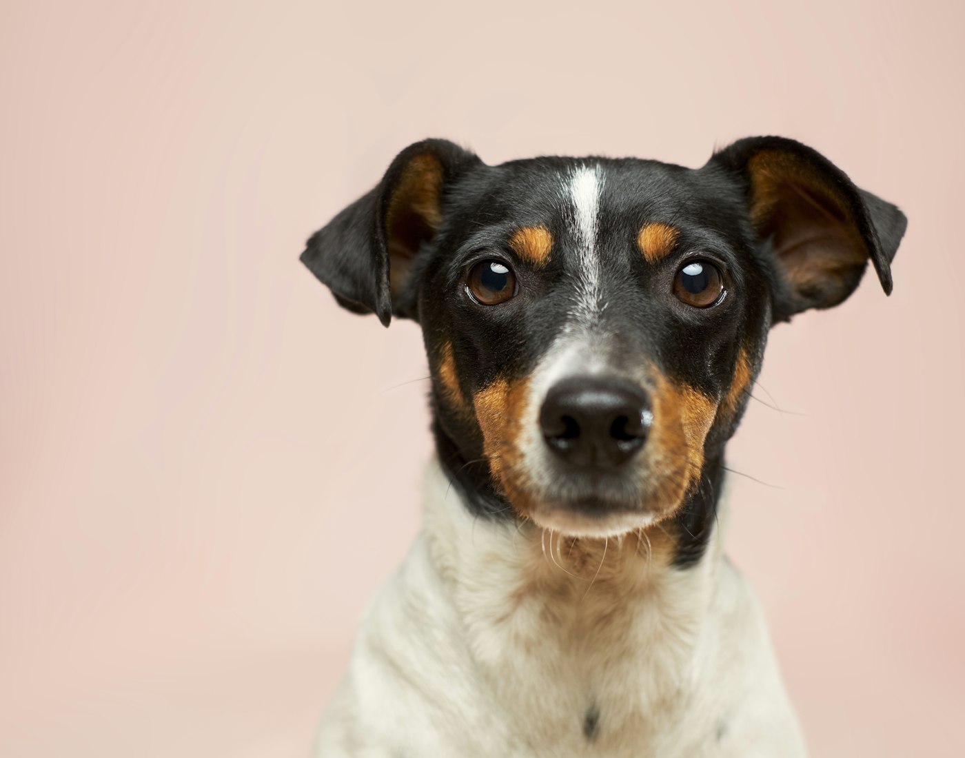 A bright-eyed terrier sitting calmly against a soft pink backdrop after a groom
