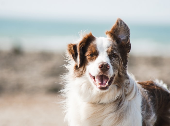 A freshly washed, fluffy border collie smiling after a bath and brush