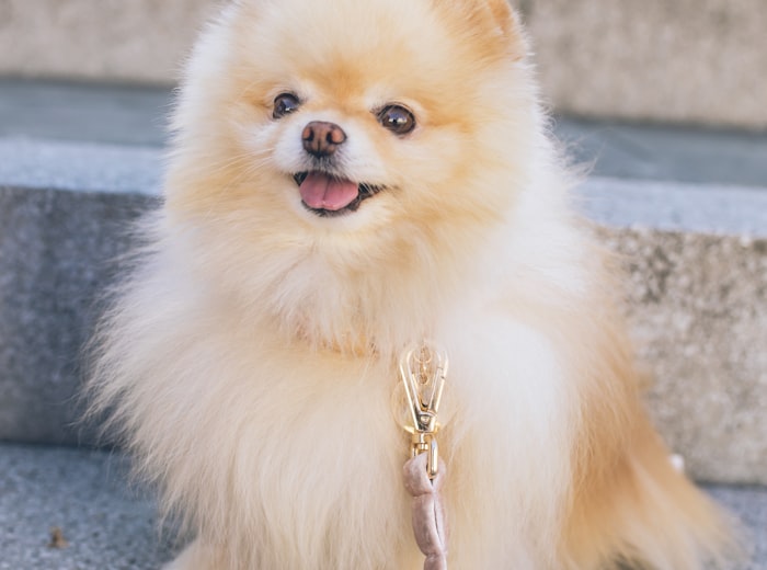 A fluffy, freshly groomed Pomeranian sitting and smiling