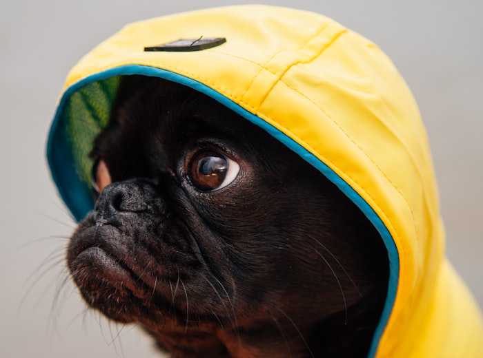 A small pug dressed in a cosy yellow raincoat looking pampered