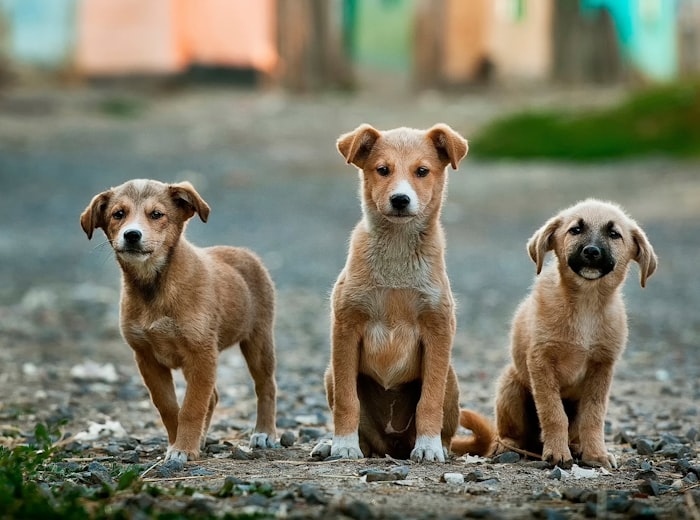 Three puppies of different sizes sitting together outdoors