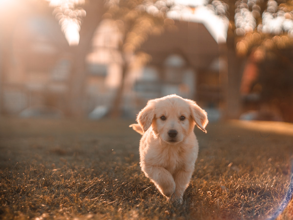 A golden retriever puppy trotting across grass in warm evening light