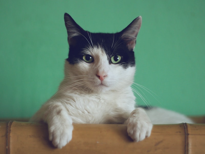 A tuxedo cat resting its paws on a ledge against a green wall
