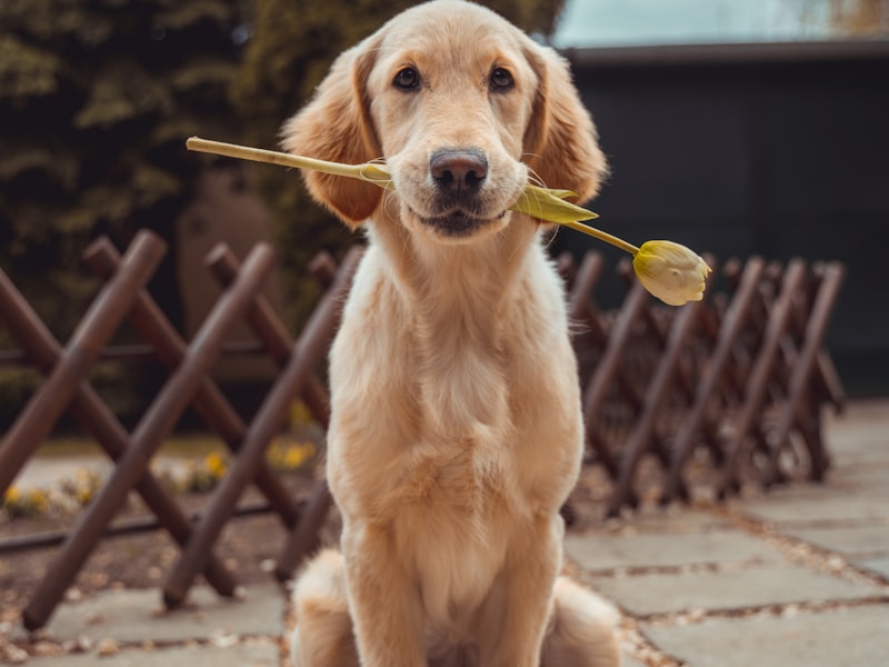 A golden retriever sitting outdoors holding a tulip in its mouth