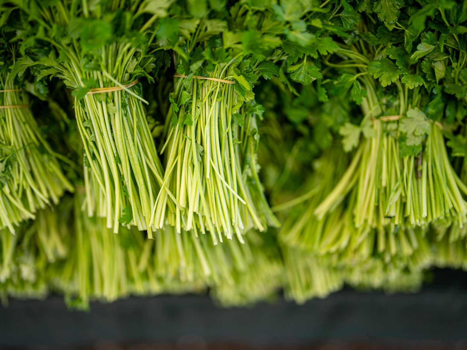 Fresh parsley leaves covered in droplets of water